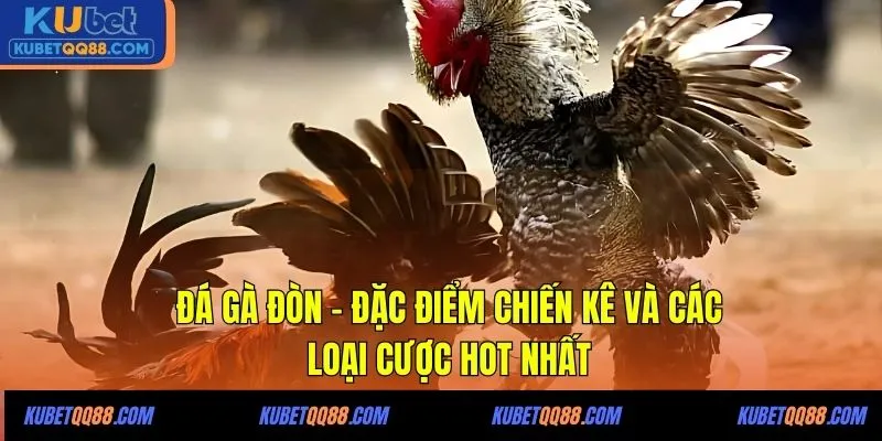 Đá gà đòn Kubet