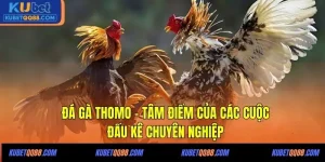 Đá gà Thomo Kubet