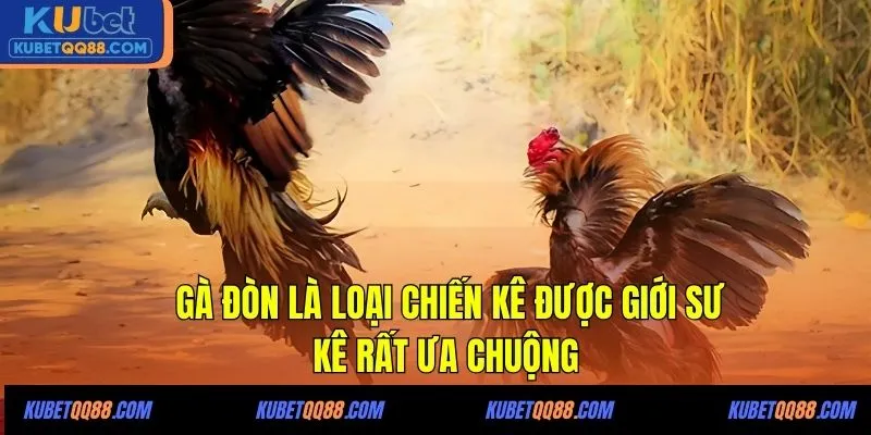 Gà đòn là loại chiến kê được giới sư kê rất ưa chuộng