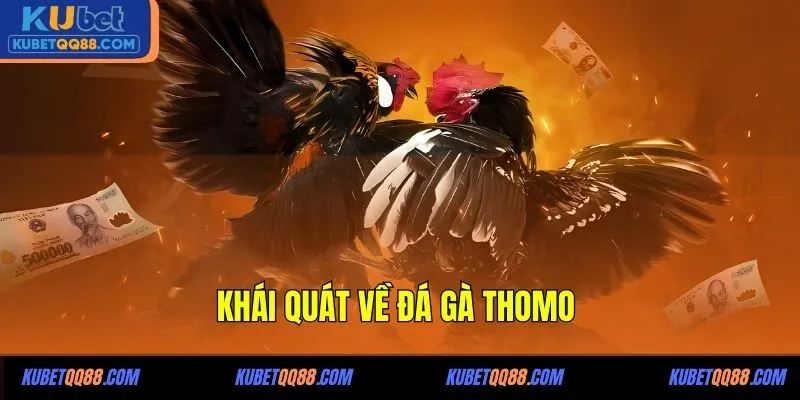 Khái quát về đá gà Thomo