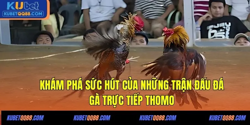 Khám phá sức hút của những trận đấu đá gà trực tiếp Thomo